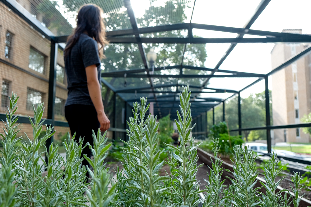 Lavender in the foreground with Susan in the background looking over the garden.