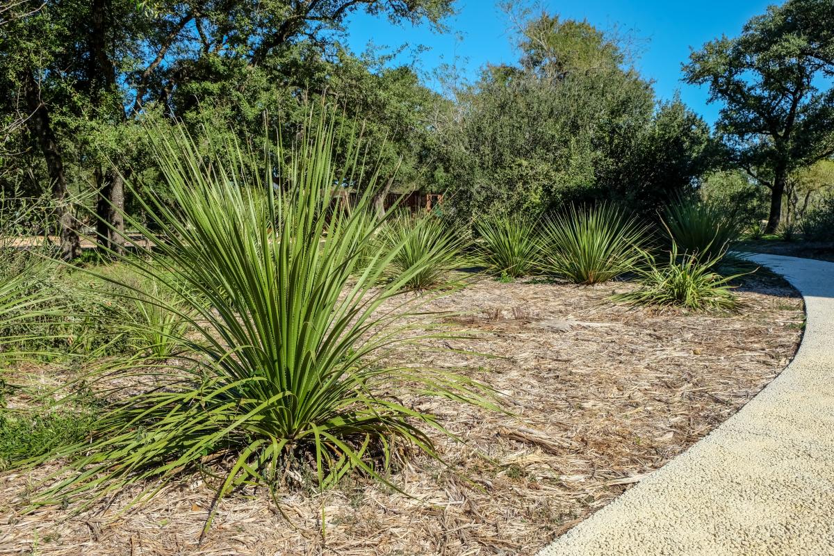 Native landscaping with a path toward mature trees.