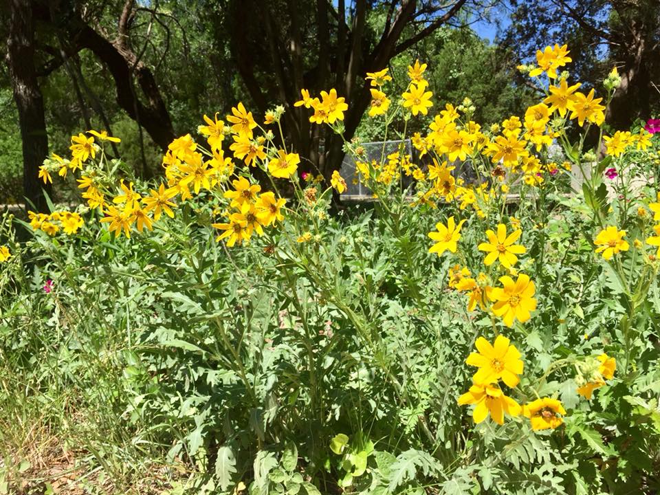 Yellow flowers with oak trees in the background.