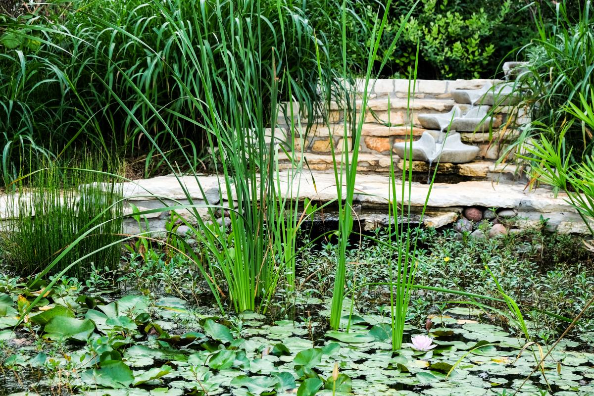 Whole Life Learning Center pond