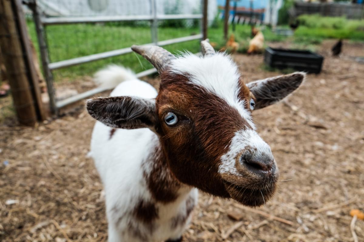 Close up of a goat's face