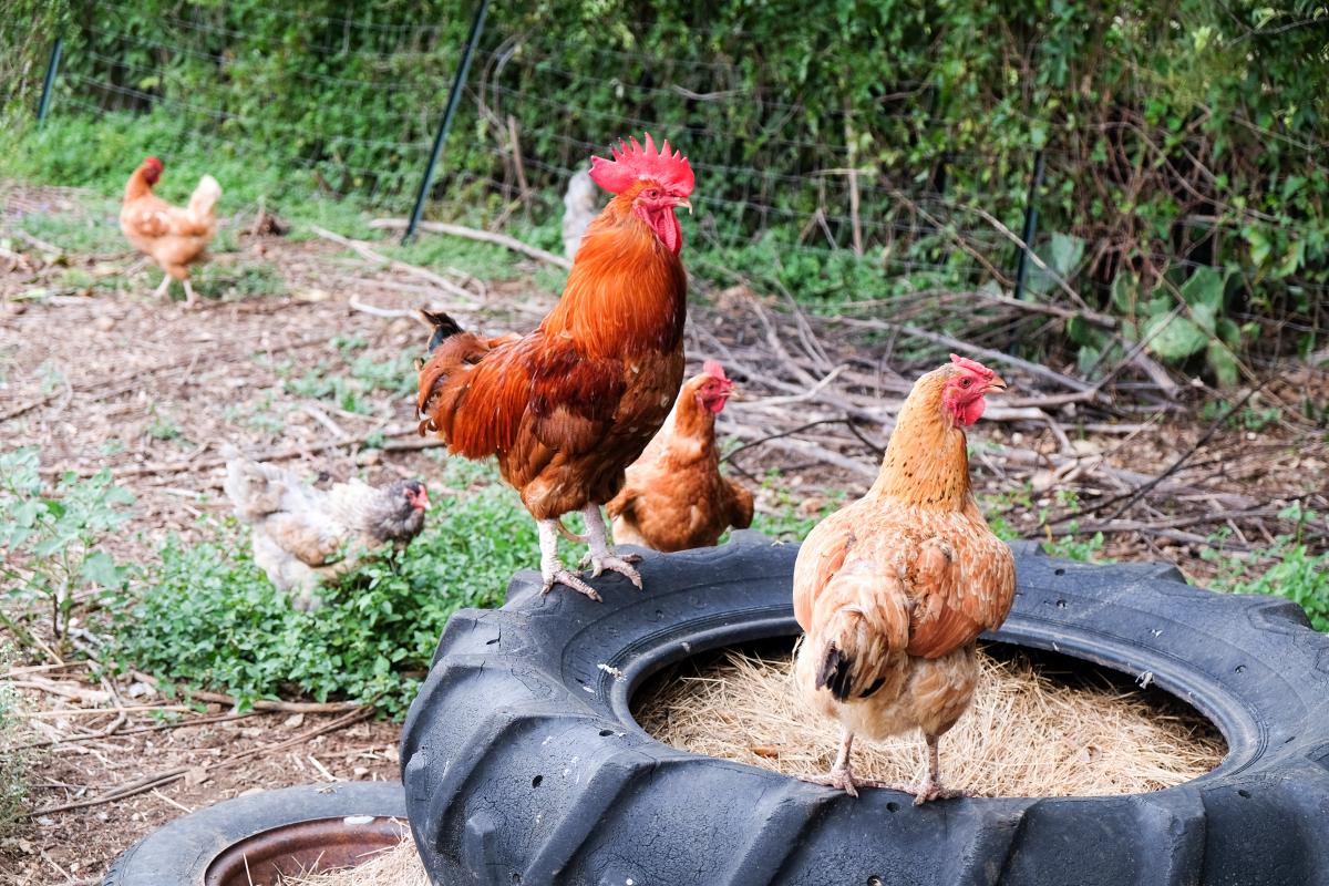 Rooster and chickens on a tire