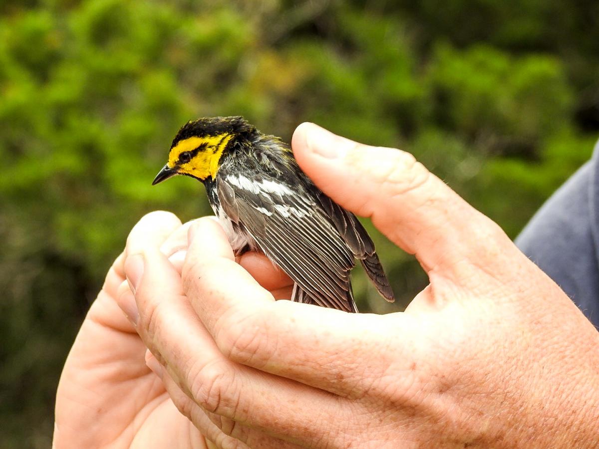 Golden-cheeked Warbler