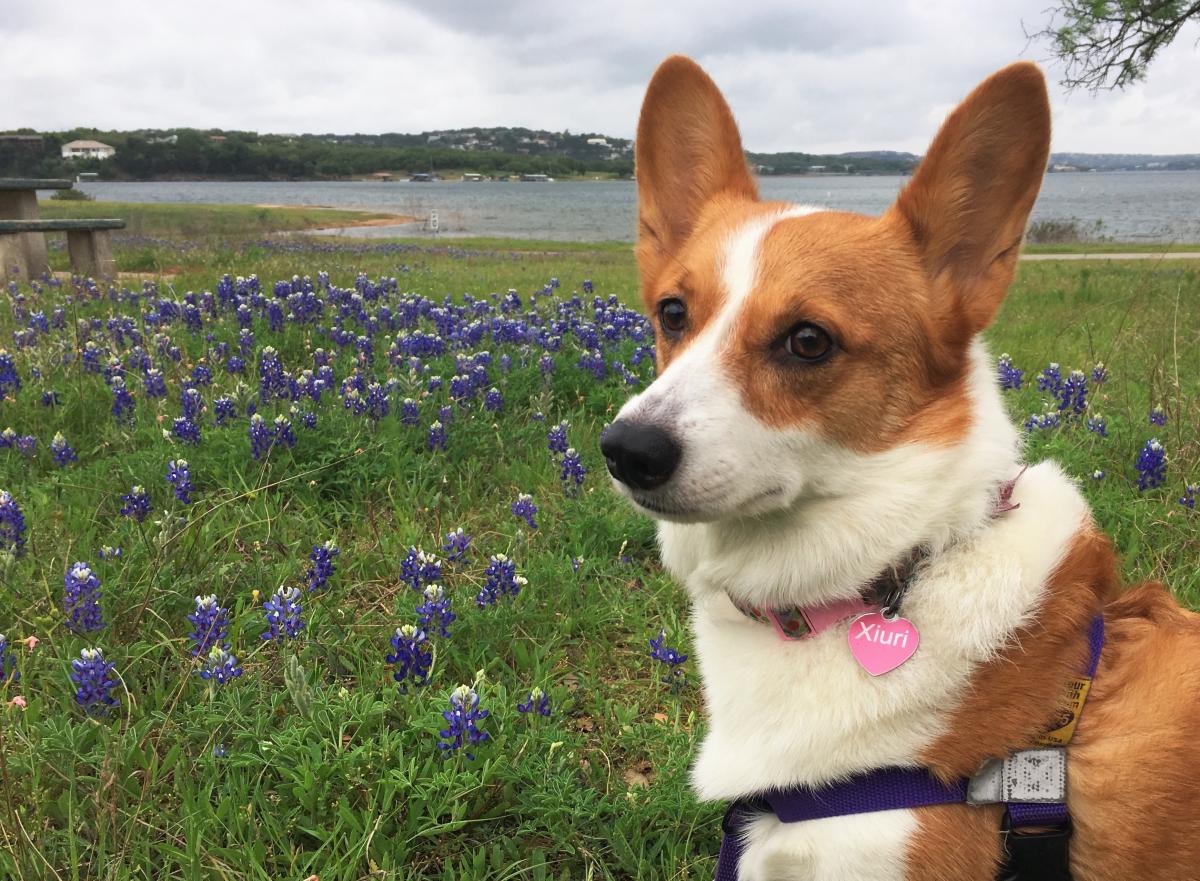 Phoebe's dog Xiuri pictured in a bluebonnet field. He is wearing a pink tag that says "Xiuri" and is white and light brown with ears that stand up. He is looking off into the distance and not directly at the camera.