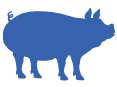 Blue pig