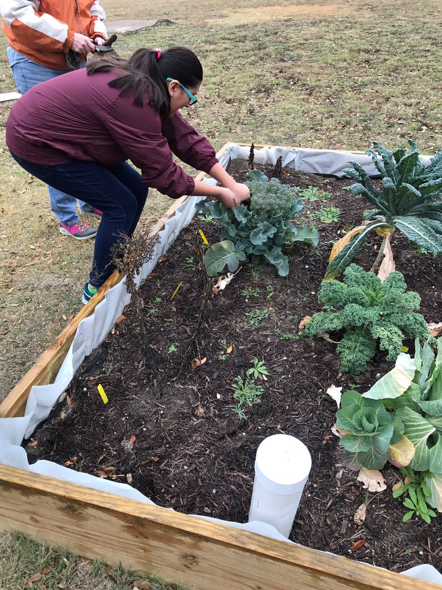 Mendez students planting veggies.