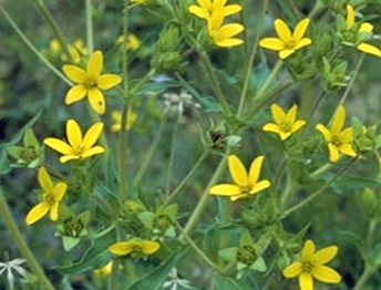 green plant with yellow flowers