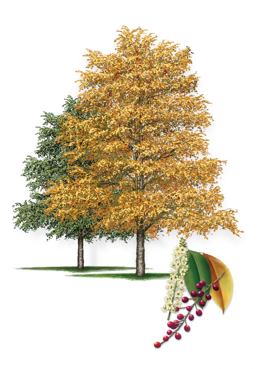 tree