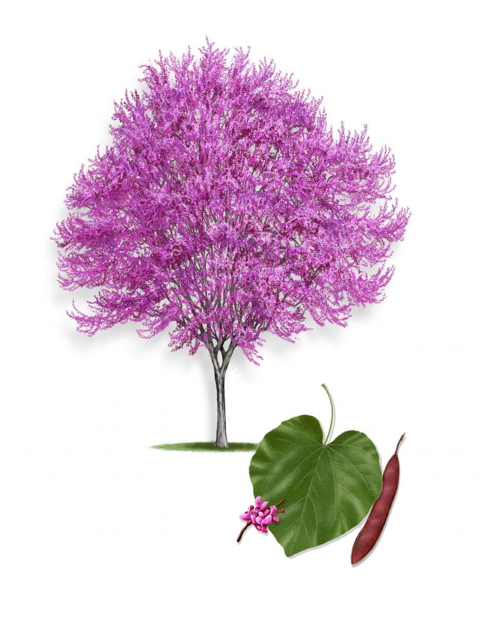 OKLAHOMA REDBUD