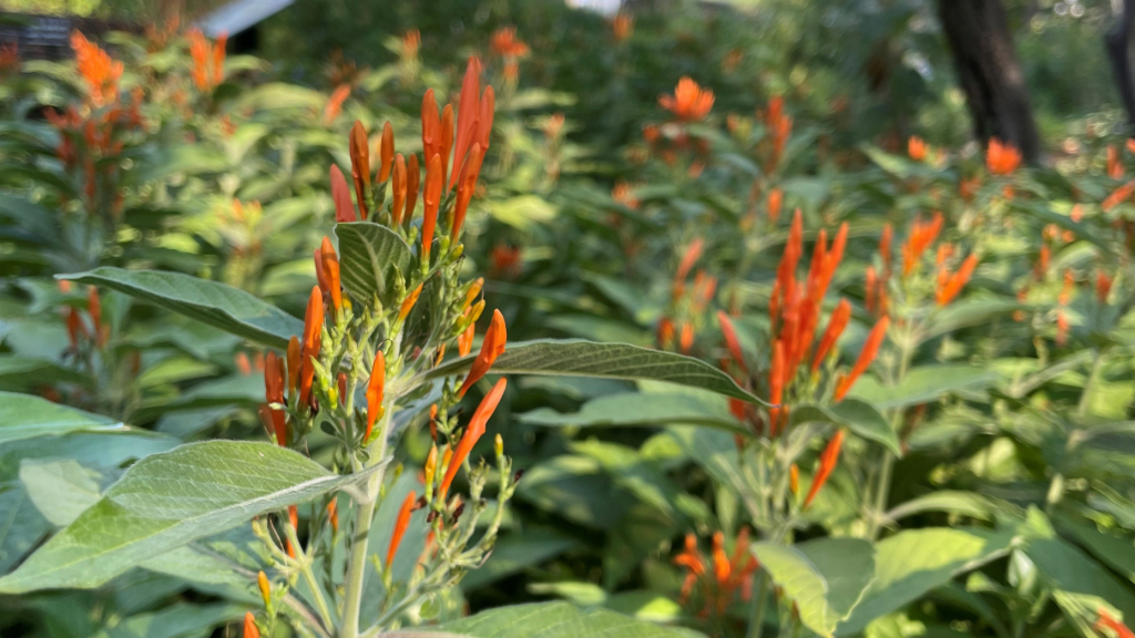 Mexican honeysuckle