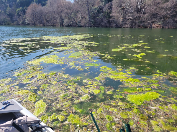Green algae on Lady Bird Lake