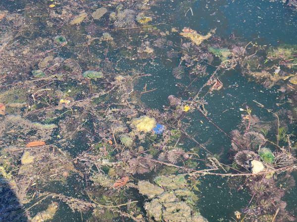 Photo of brightly colored algae growing in a patch of Cabomba