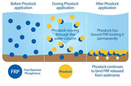Graphic showing how Phoslock binds to phosphorus and sinks to the bottom of the waterbody.