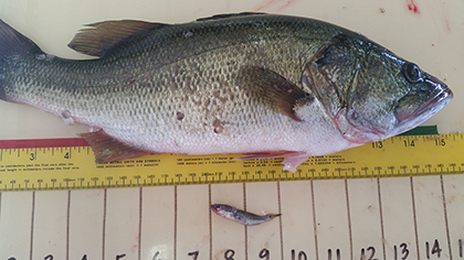 A fish bing measured as part of a study.