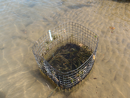 Founder Colony.  Plants in cags is a technique used to establish plant growth.