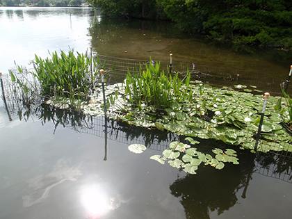 Founder Colony.  Plants in cags is a technique used to establish plant growth.