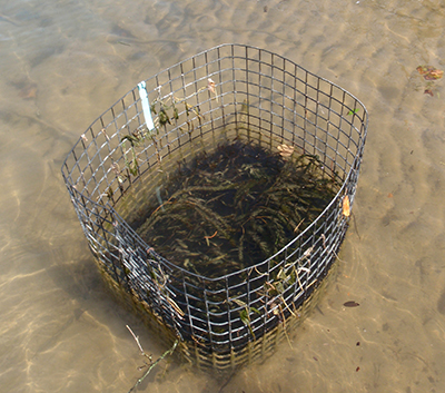 Aquatic plant cage.