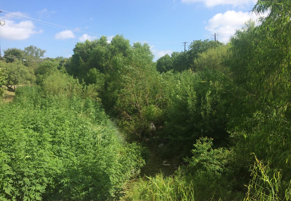 ! Massive growth has occurred in these three years in our Grow Zones.  A creek that has grown so much that you can barely see the top of the electrical post.