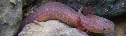 Barton Springs Salamander.