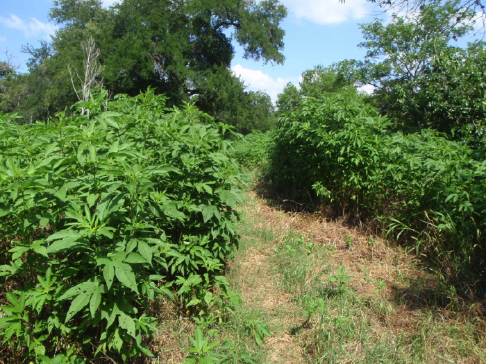 Vegetation and trail in the Grow Zone at Battle Bend Springs.  Photo taken 6/13/2014.