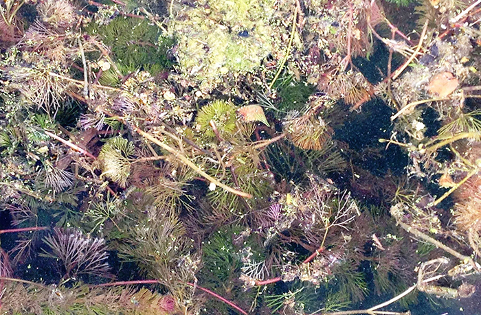 Fanwort (Cabomba caroliniana) growing in Lady Bird Lake in 2015.