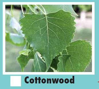 A leaf of a Cottonwood plant.