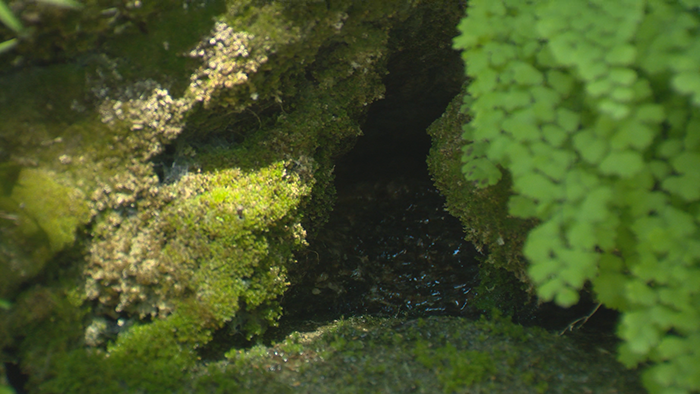 Dam Spring.  This spring’s water emerges from a discrete opening in the cliff near the dam.