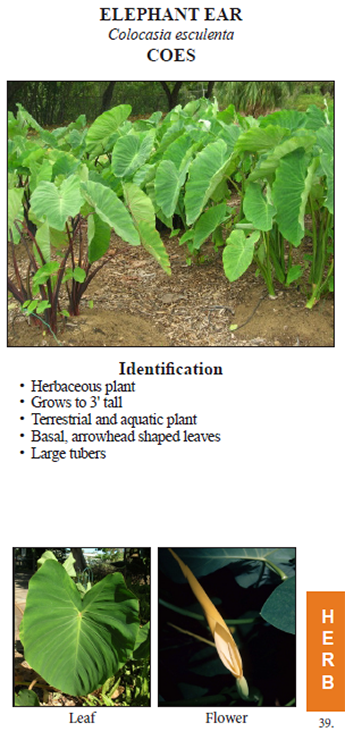 Field Guide example of elephant ear.