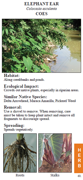 Field guide example of elephant ear.