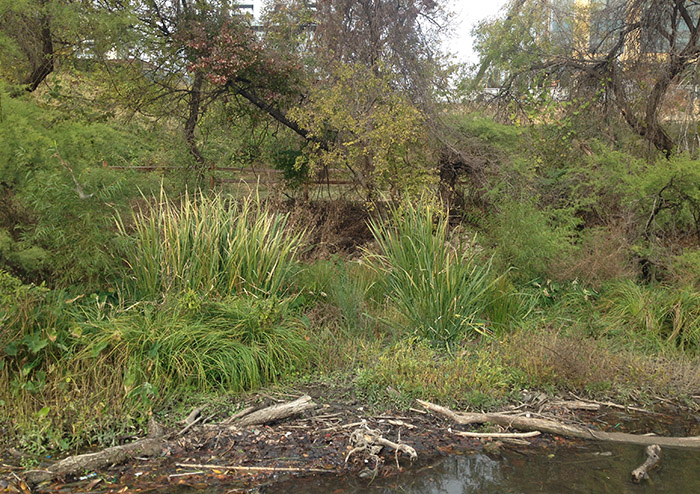 Our crews removed a large patch of elephant ear from this patch of shoreline just downstream of the First Street Bridge and planted a mix of native, water-loving plants, resulting in a diverse, productive wetland area.