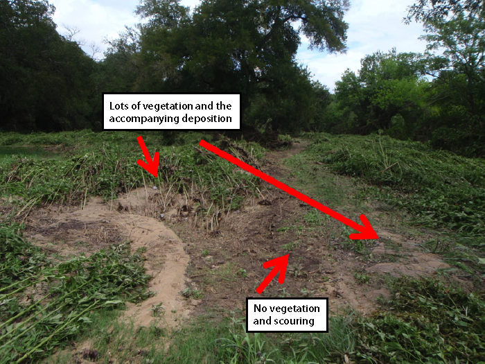 The same location as in Figure 4. just a few days after a storm.  Notice the sediment built up in the vegetated areas next to the scoured trail.  Photo taken 9/19/2014