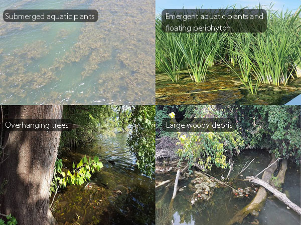 Examples of lake habitat.  A Submerged aquatic vegetation (Cabomba caroliniana);  Emergent vegetation (cattail; Typha sp.) with floating periphyton; overhanging tree branches shade and provide leaf inputs to the water along with submerged vegetation; and large and small woody debris along a shoreline.