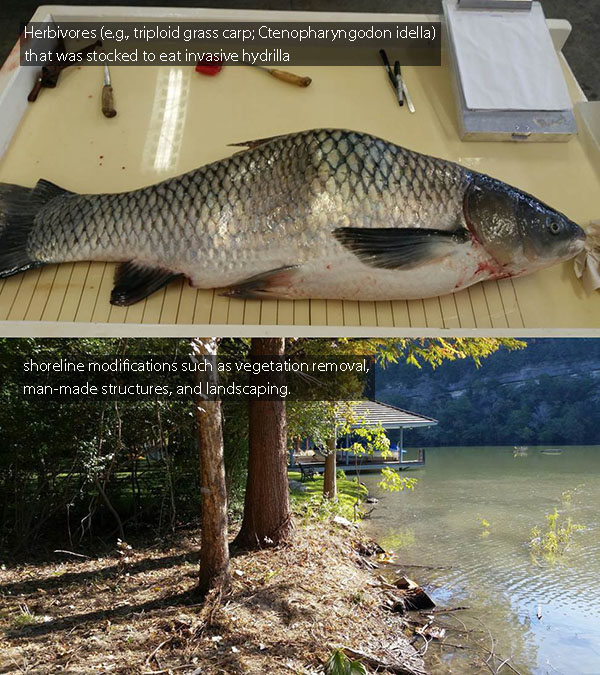 Examples of things that remove habitat. Herbivores (e.g., triploid grass carp; Ctenopharyngodon idella) that was stocked to eat invasive hydrilla or; shoreline modifications such as vegetation removal, man-made structures, and landscaping.