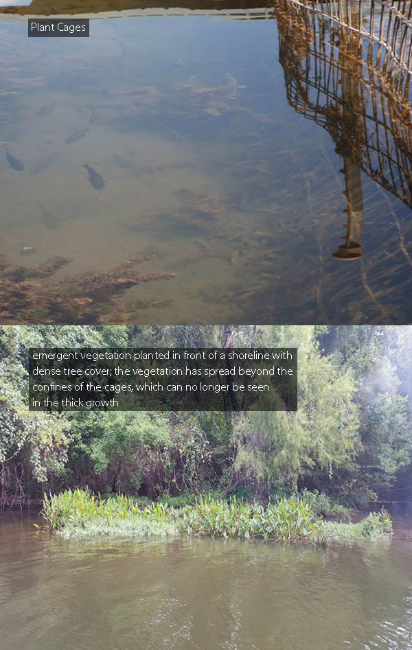 Juvenile sunfish visiting a cage containing multiple species of submerged aquatic vegetation; emergent vegetation planted in front of a shoreline with dense tree cover; the vegetation has spread beyond the confines of the cages, which can no longer be seen in the thick growth.