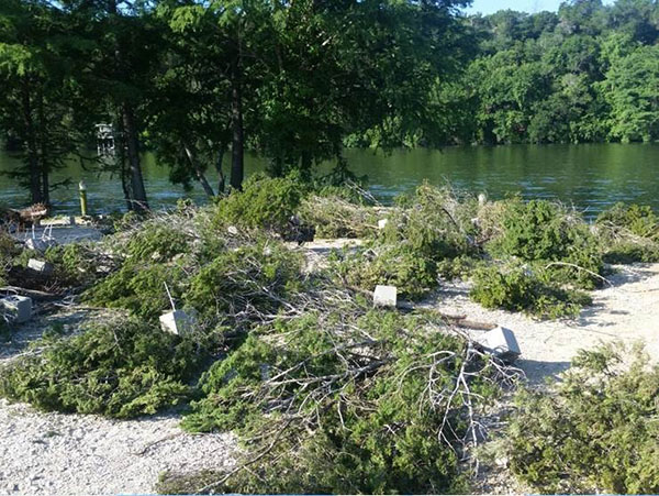 Brush bundles ready for deployment into Lake Austin. Bundles consisted of typically two cedar trees, with leaves, tied to a cinder block.