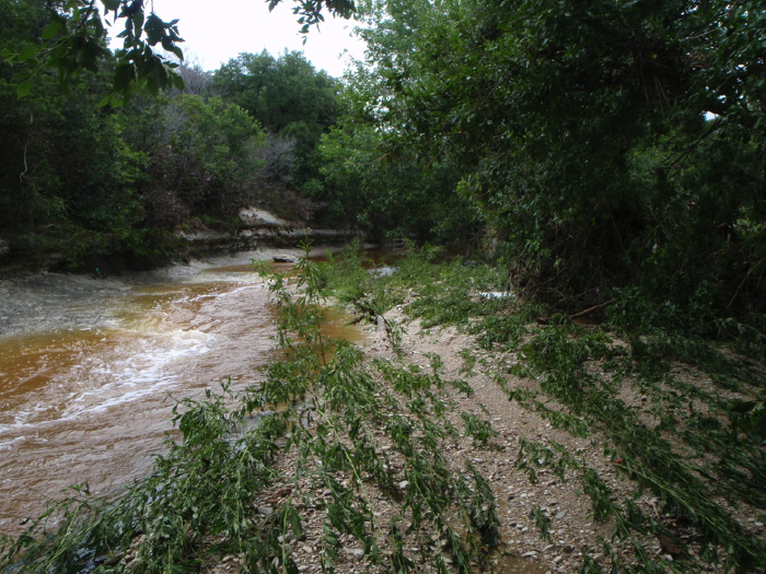 Gravel deposited after a storm in the vegetation on the banks of Williamson Creek.  Photo taken 9/19/2014.