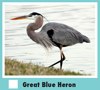 A Great Blue Heron