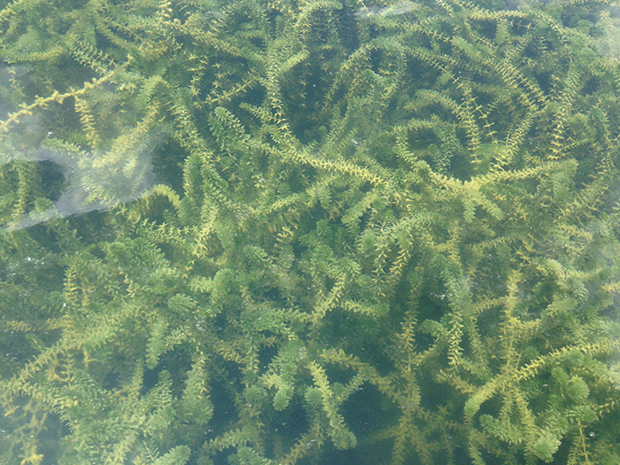 Hydrilla (Hydrilla verticillata) growing in Lake Walter E Long in 2017.