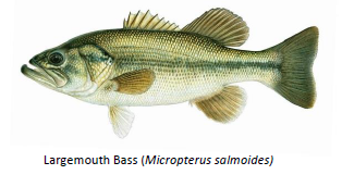 Largemouth bass