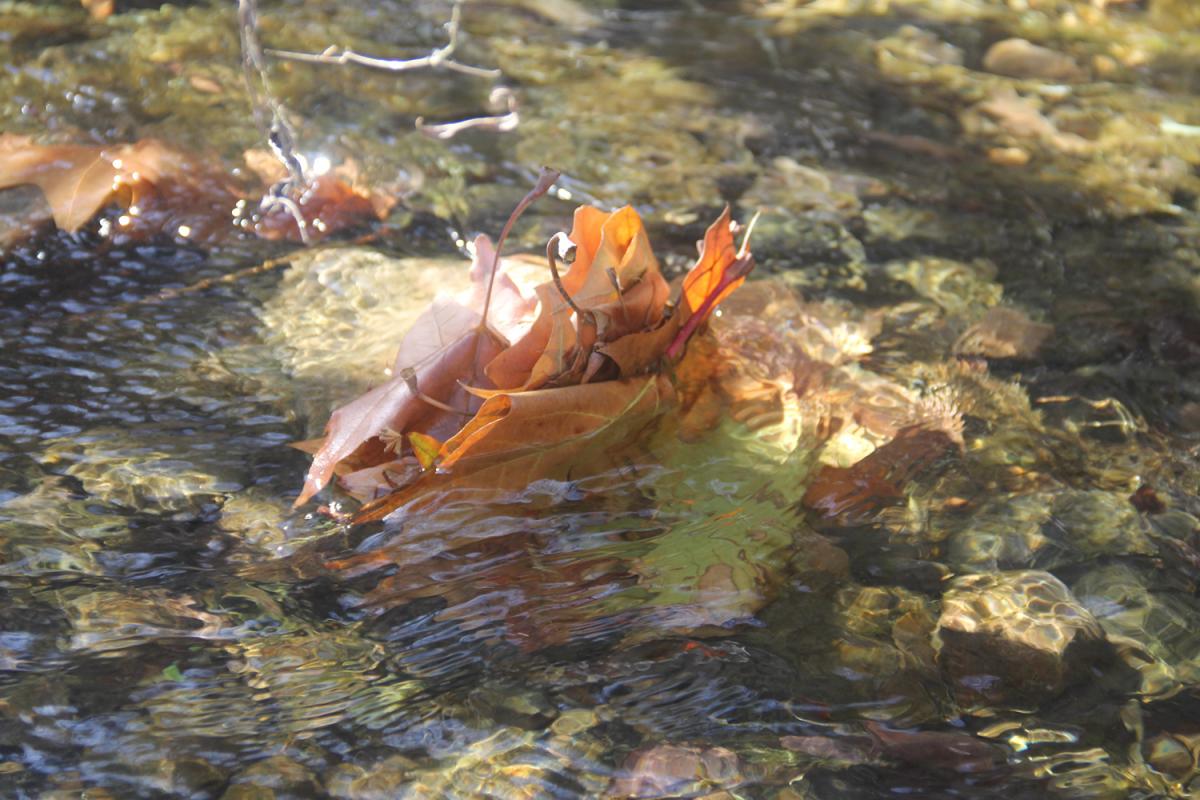Leaf Pack Power AustinTexas.gov