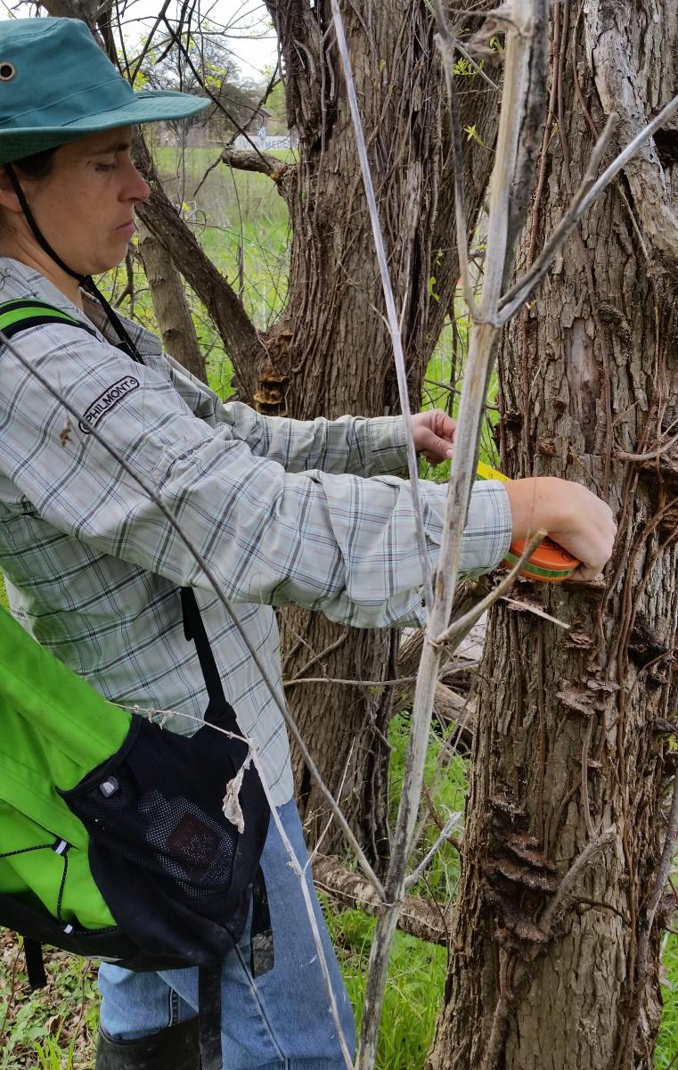 A person we measuring the diameter and height of every tree with a diameter of 1” or more and recorded the species.