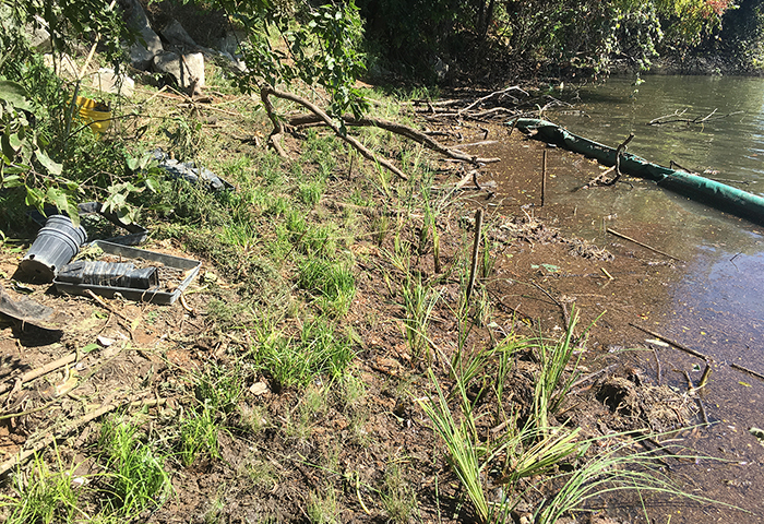 Native plants (switchgrass, eastern gamagrass, tall aster, goldenrod, Maximillian sunflower, horsetail, spikerush, Emory sedge and whitetop sedge) installed on the bank previously invaded by elephant ear.