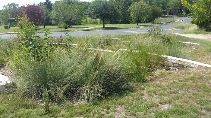 Rain garden at Palo Pinto Drive and Denver Avenue. (JJ Seabrook Greenbelt Trail)