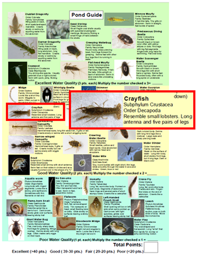 Pond Guide page with pond bugs and examples.