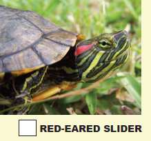 Red eared slider turtle