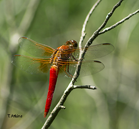 Red Neon Skimmer sitting on a branch.