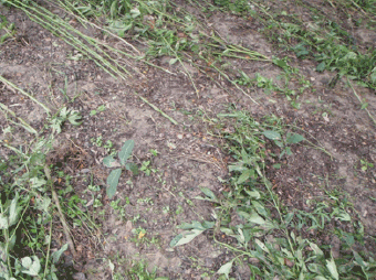 Pecan seedlings still standing after the rapid waters from a storm flattened the surrounding vegetation.