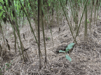 Pecan seedling getting established under the canopy of a ragweed forest.