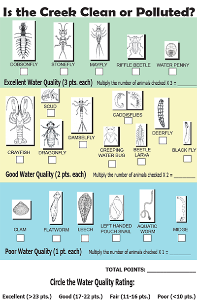 Is the Creek Clean or polluted? Different bugs shown the help determine if the creek is in excellent, good, or poor health.
