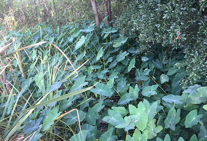 Taro Dense